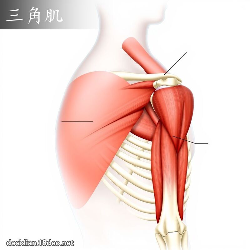 三角肌 - 國語大辭典配圖
