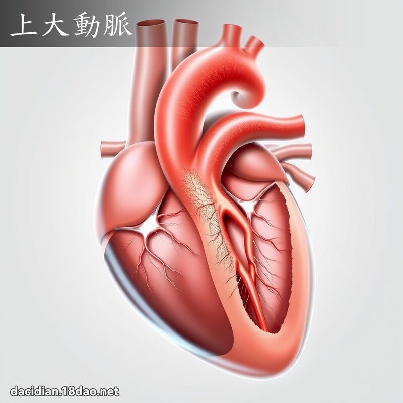 上大動脈 - 國語大辭典配圖