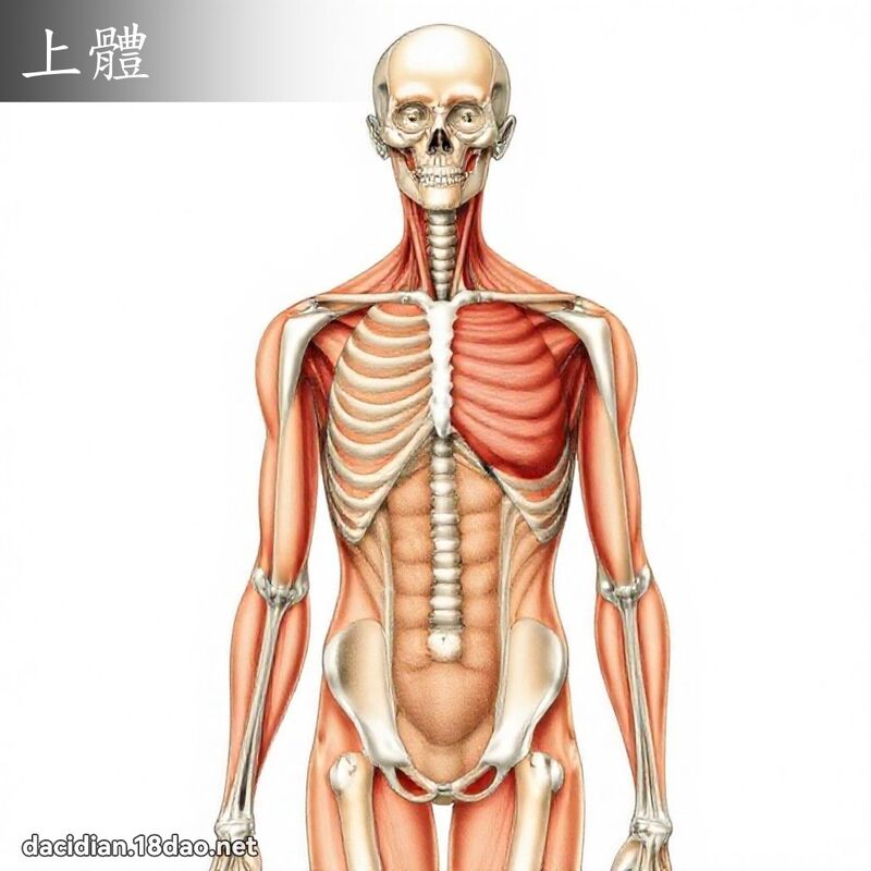 上体 - 国语大辞典配图