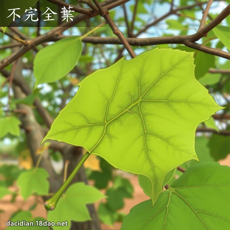 不完全葉 - 國語大辭典配圖