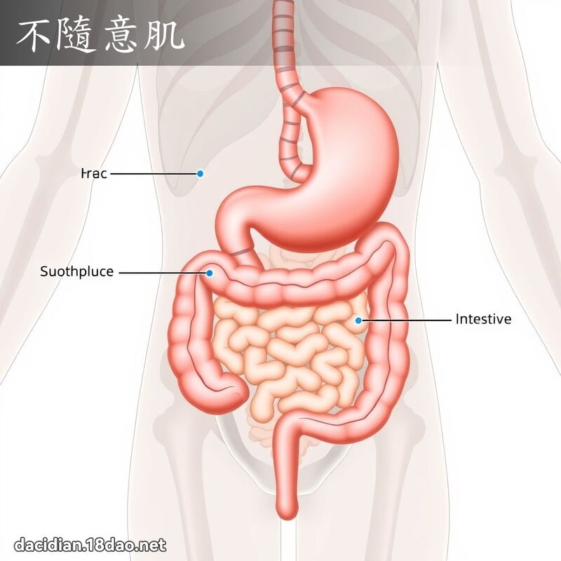不隨意肌 - 国语大辞典配图