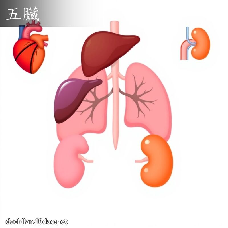 五臟 - 国语大辞典配图