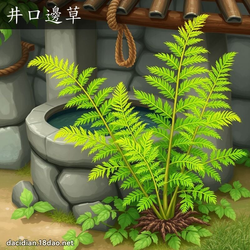 井口边草 - 国语大辞典配图