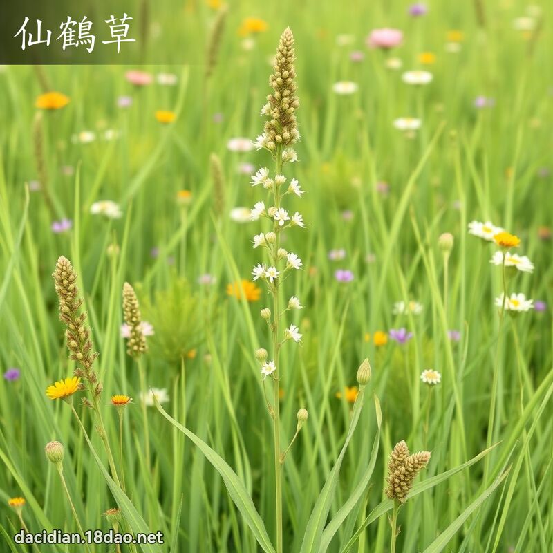 仙鶴草 - 國語大辭典配圖