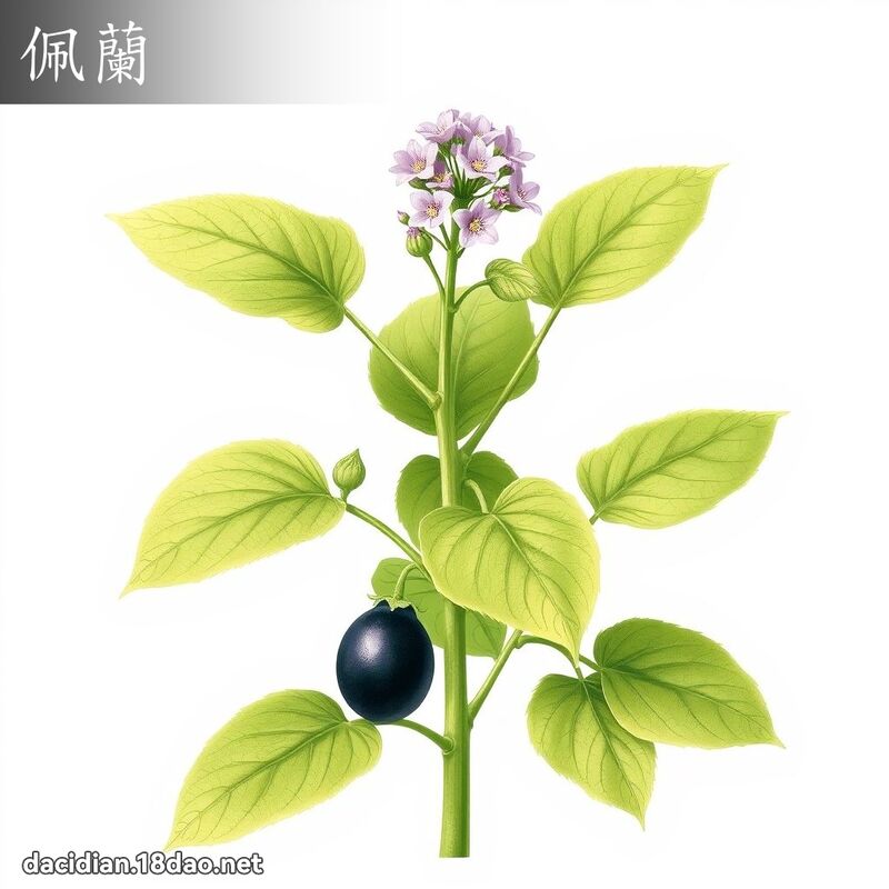 佩蘭 - 國語大辭典配圖