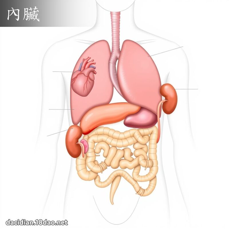 內臟 - 国语大辞典配图