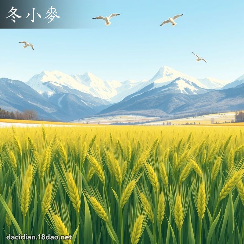 冬小麥 - 國語大辭典配圖