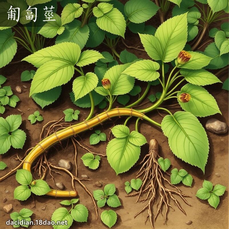 匍匐茎 - 国语大辞典配图