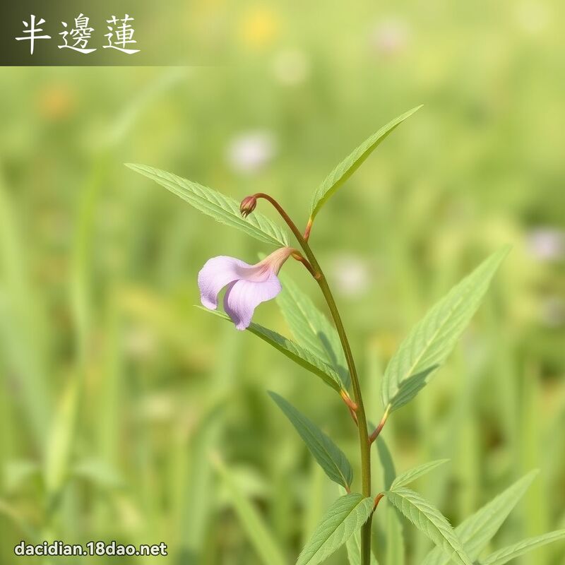 半邊蓮 - 國語大辭典配圖