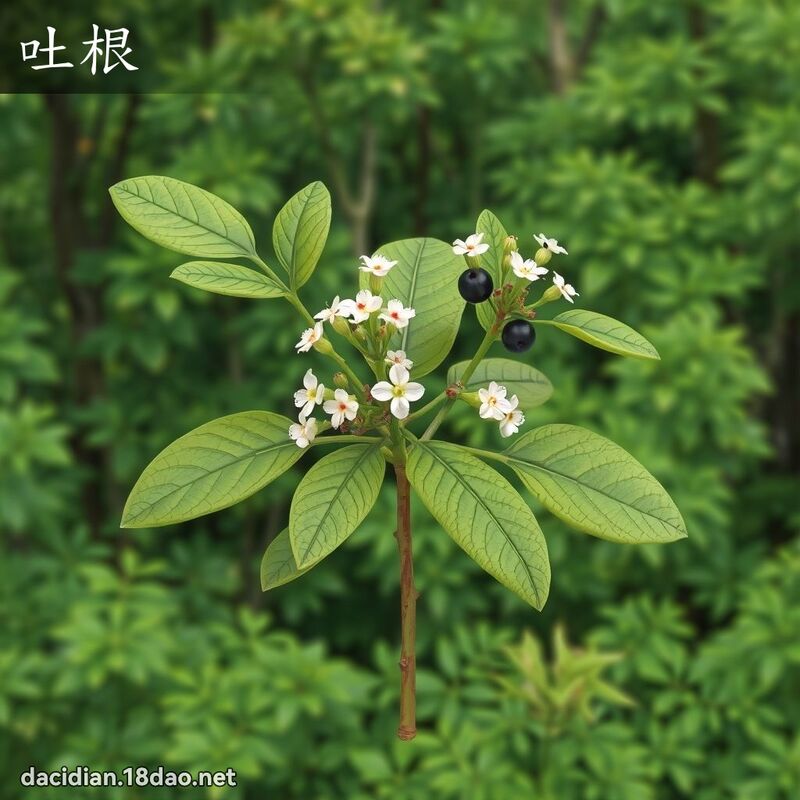 吐根 - 國語大辭典配圖
