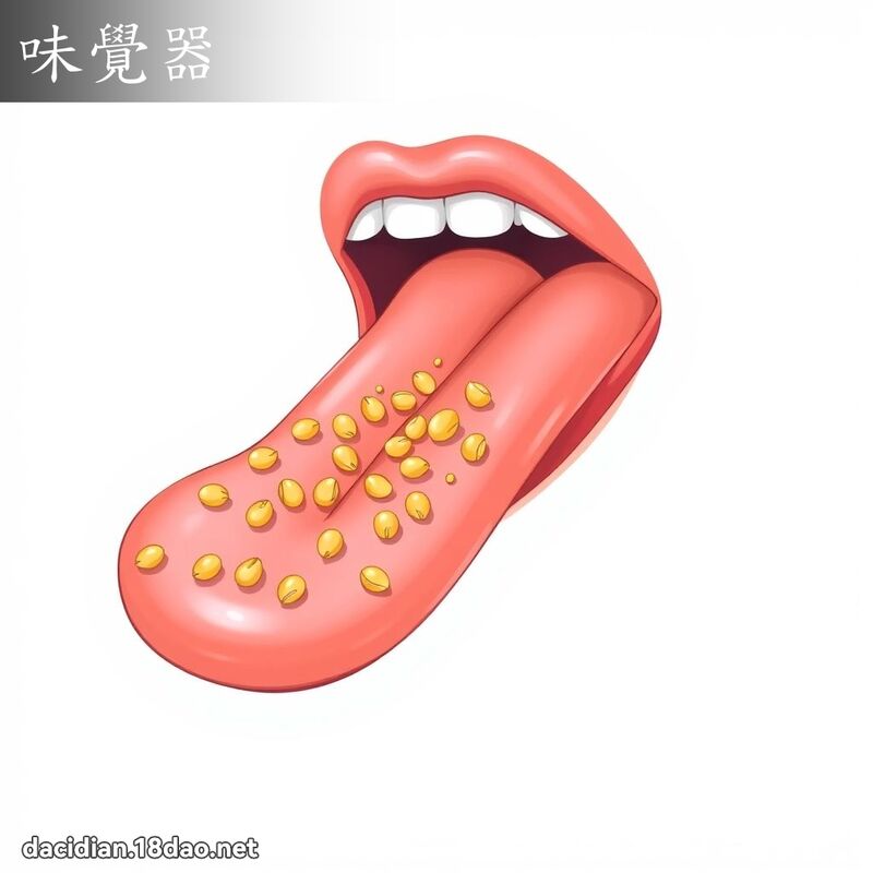 味觉器 - 国语大辞典配图