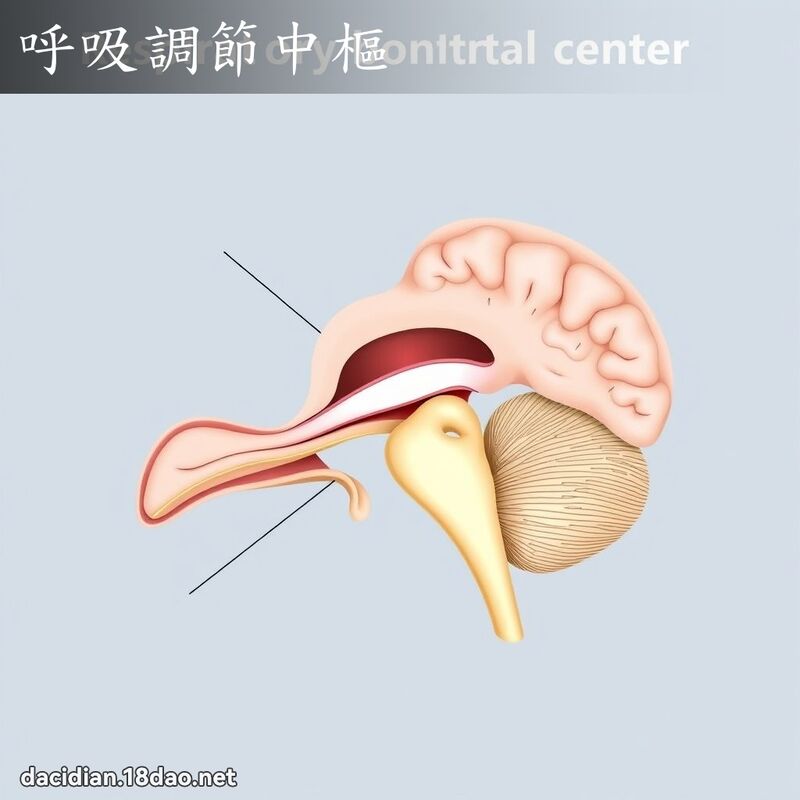 呼吸调节中枢 - 国语大辞典配图