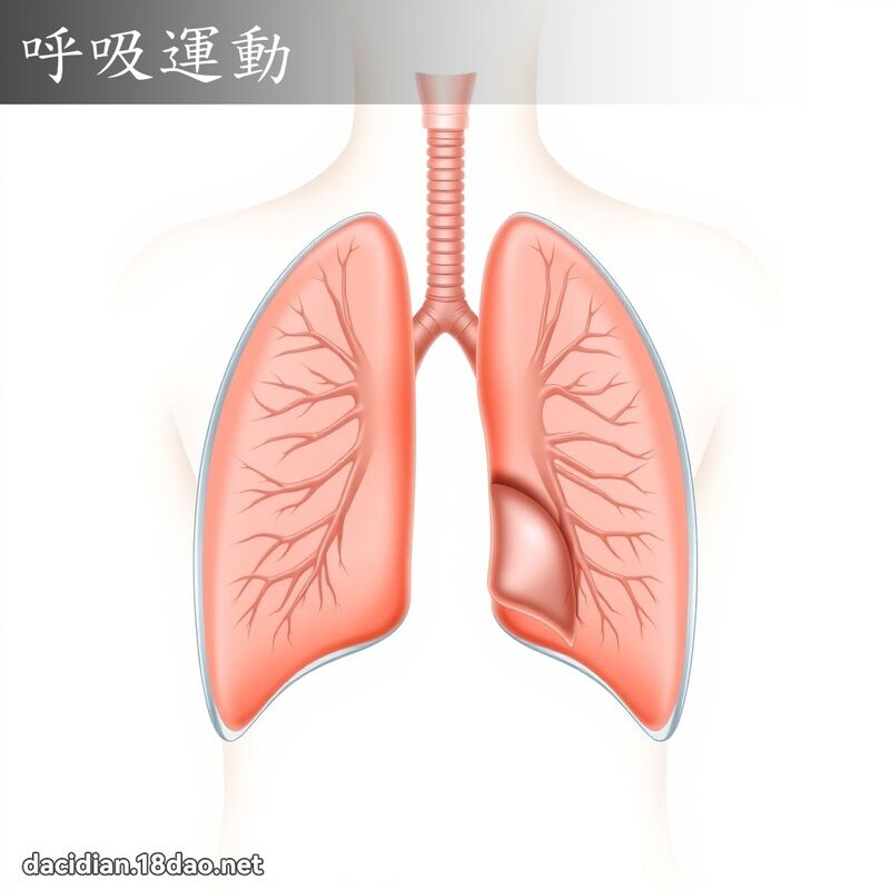 呼吸运动 - 国语大辞典配图