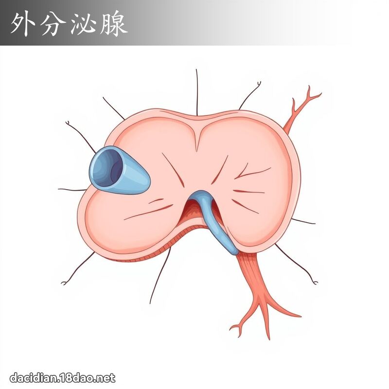 外分泌腺 - 国语大辞典配图