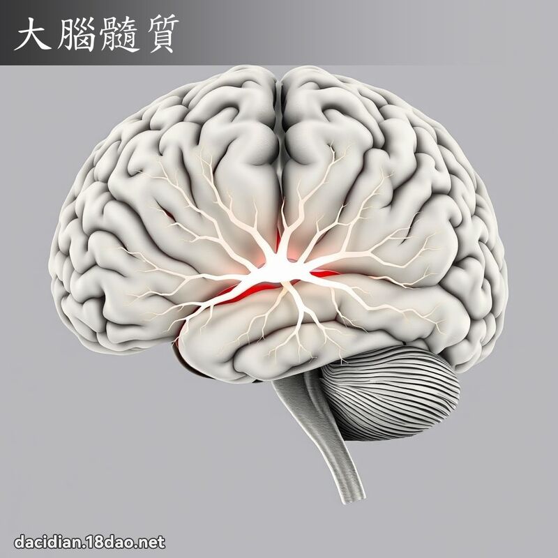 大腦髓質 - 國語大辭典配圖