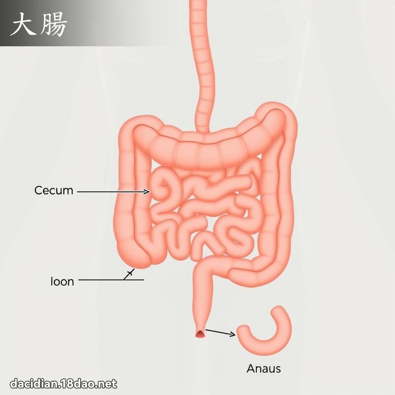 大肠 - 国语大辞典配图
