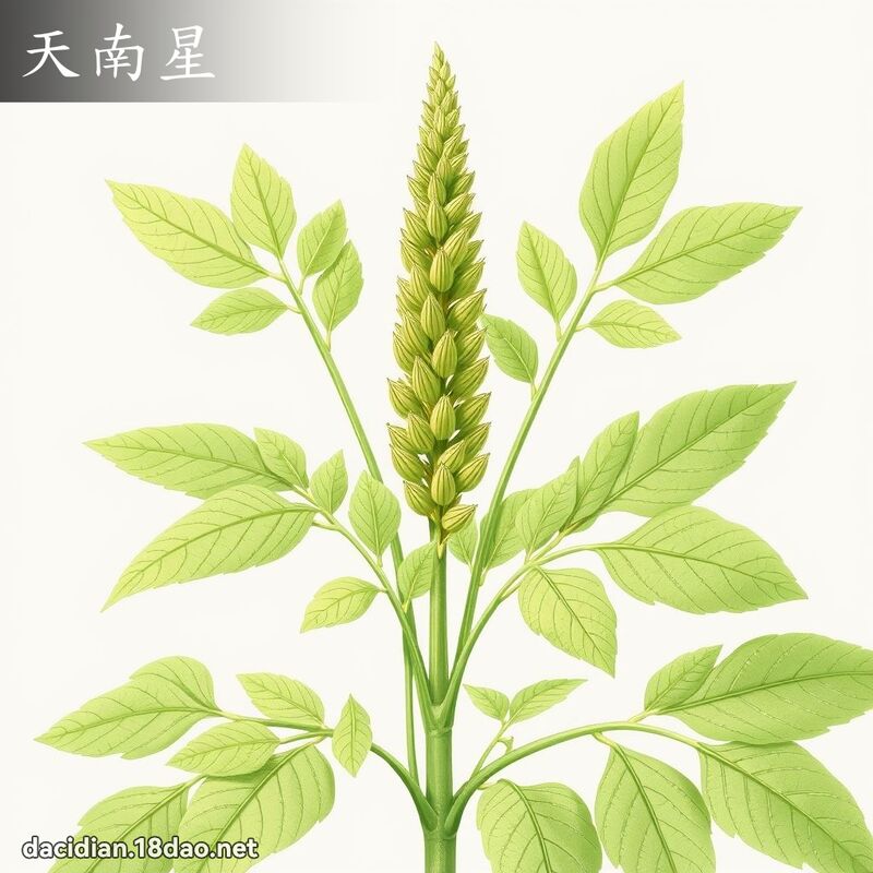 天南星 - 国语大辞典配图