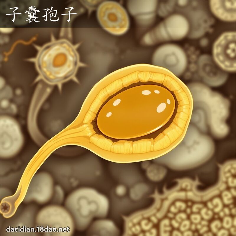 子囊孢子 - 国语大辞典配图