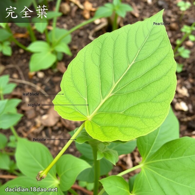 完全葉 - 國語大辭典配圖