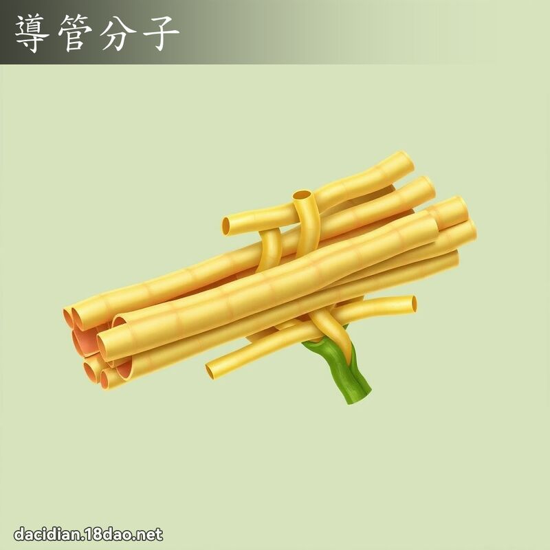 导管分子 - 国语大辞典配图