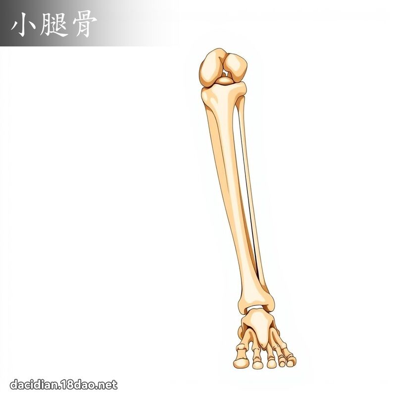 小腿骨 - 国语大辞典配图