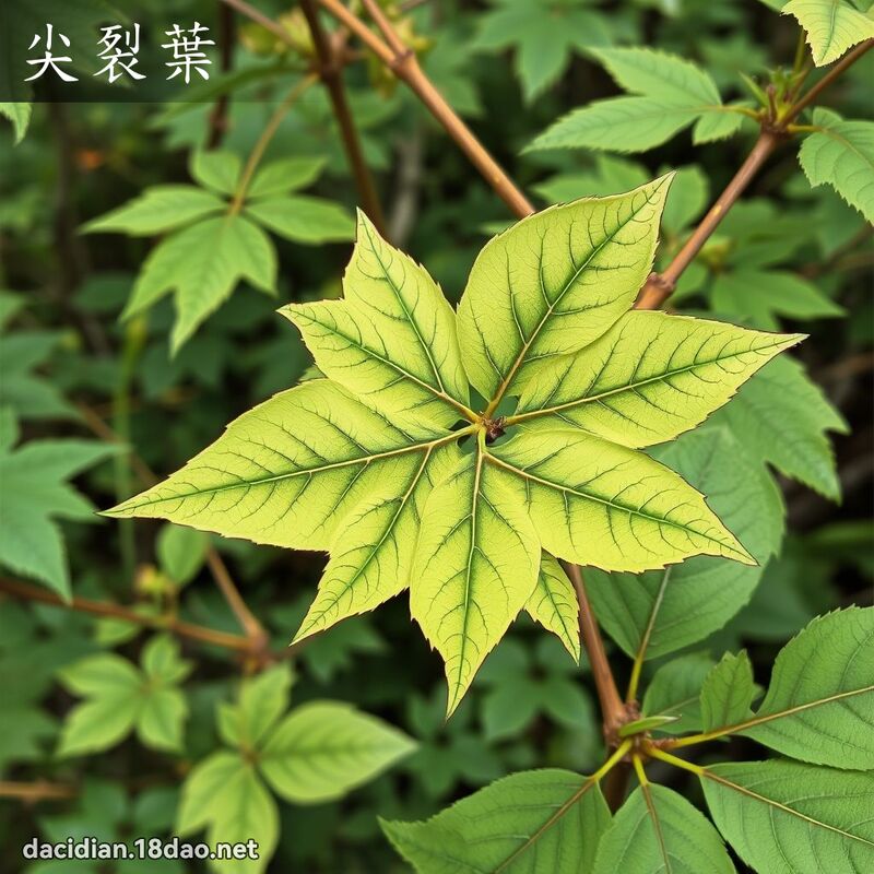 尖裂葉 - 國語大辭典配圖