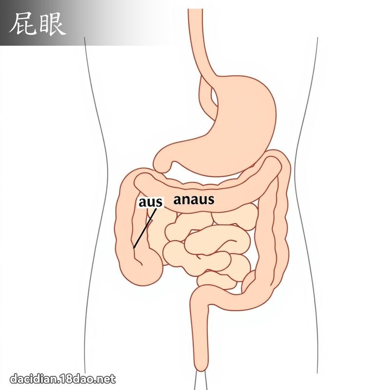 屁眼 - 国语大辞典配图