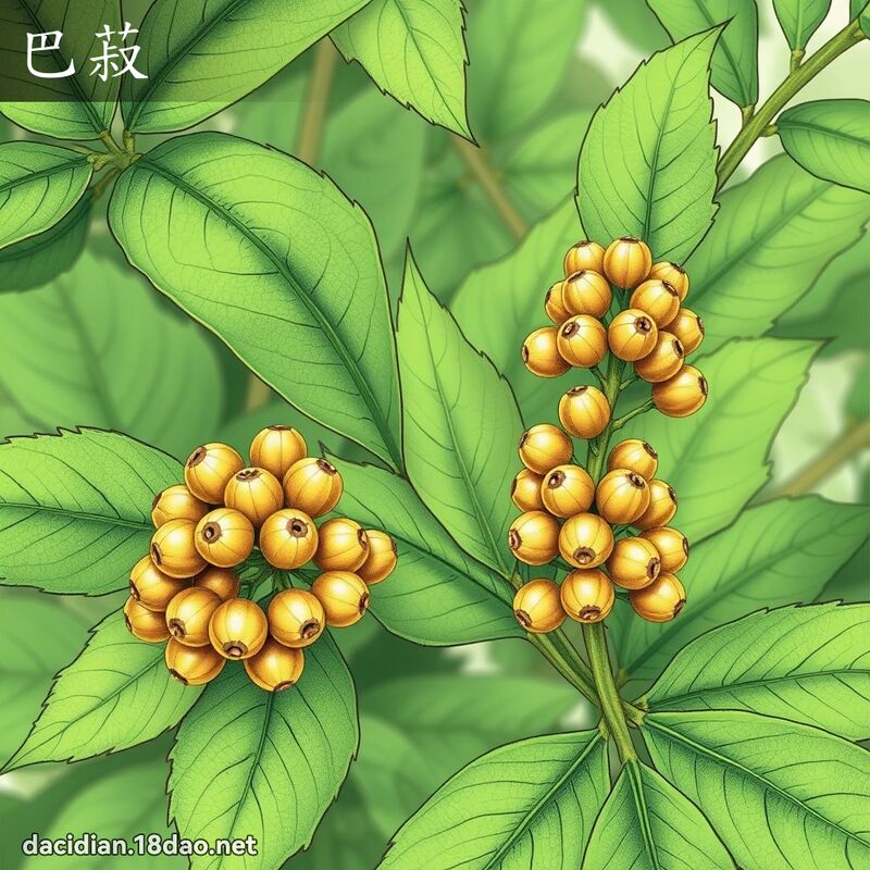 巴菽 - 國語大辭典配圖
