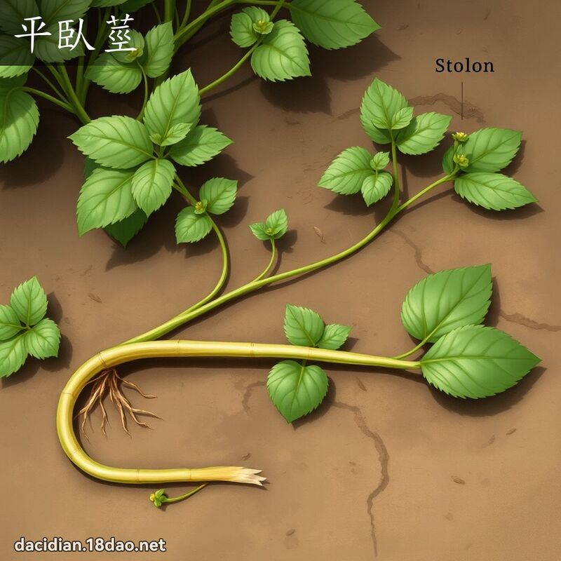 平臥莖 - 國語大辭典配圖
