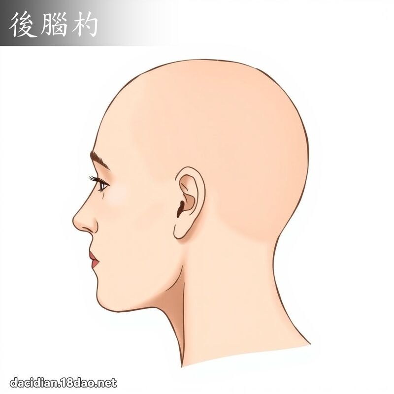 後腦杓 - 國語大辭典配圖