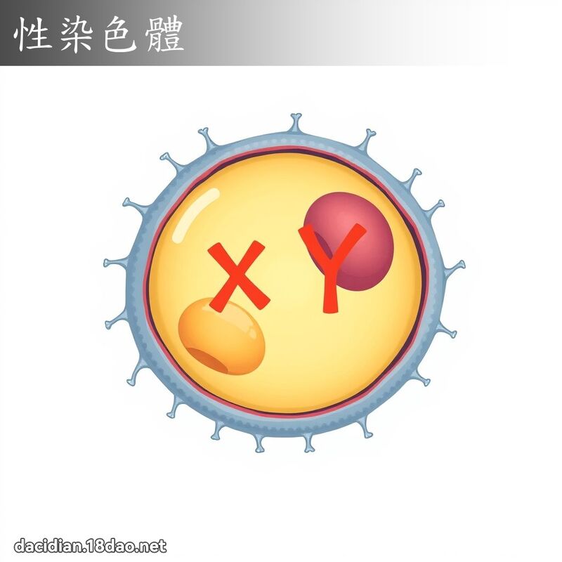 性染色体 - 国语大辞典配图