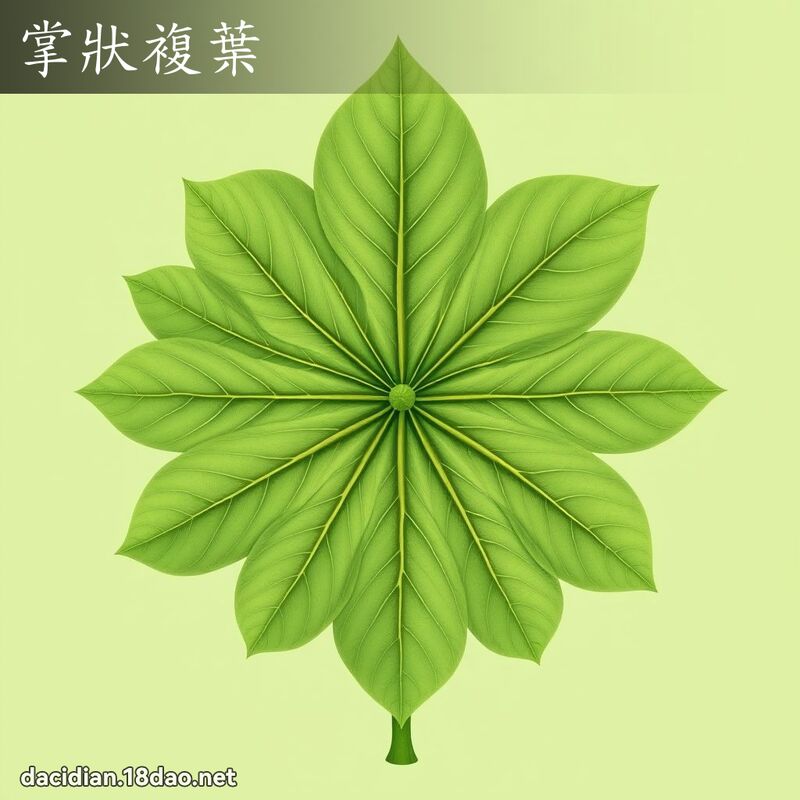掌状复叶 - 国语大辞典配图