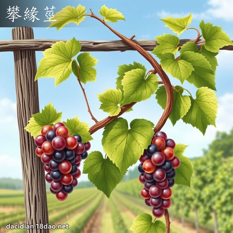 攀緣莖 - 國語大辭典配圖
