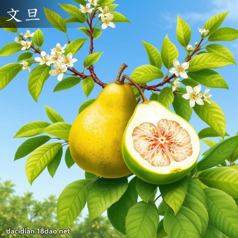 文旦 - 國語大辭典配圖