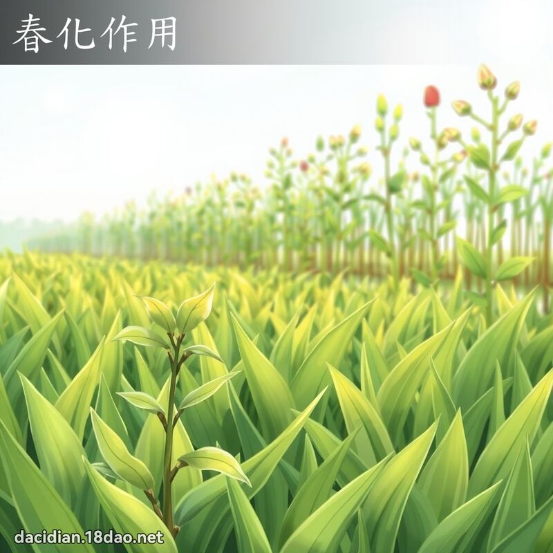 春化作用 - 国语大辞典配图