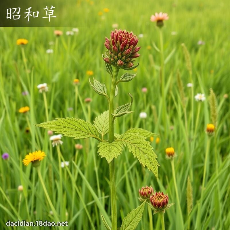 昭和草 - 國語大辭典配圖