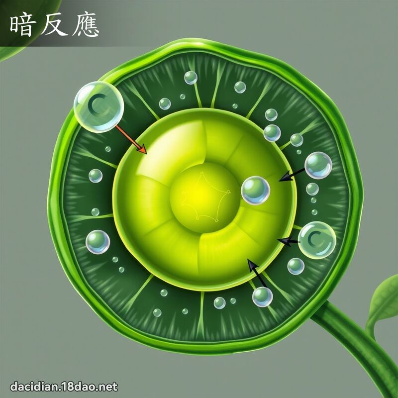 暗反应 - 国语大辞典配图