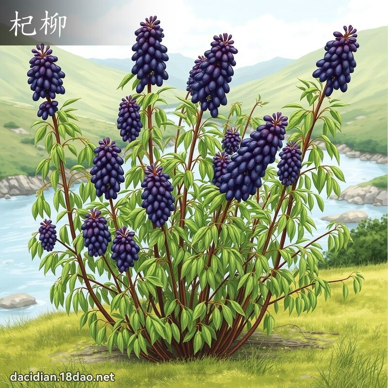 杞柳 - 国语大辞典配图