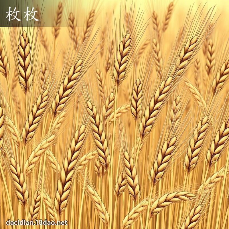 枚枚 - 國語大辭典配圖
