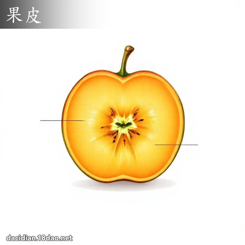 果皮 - 国语大辞典配图
