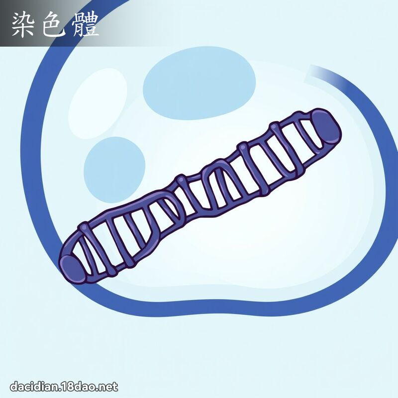 染色體 - 國語大辭典配圖