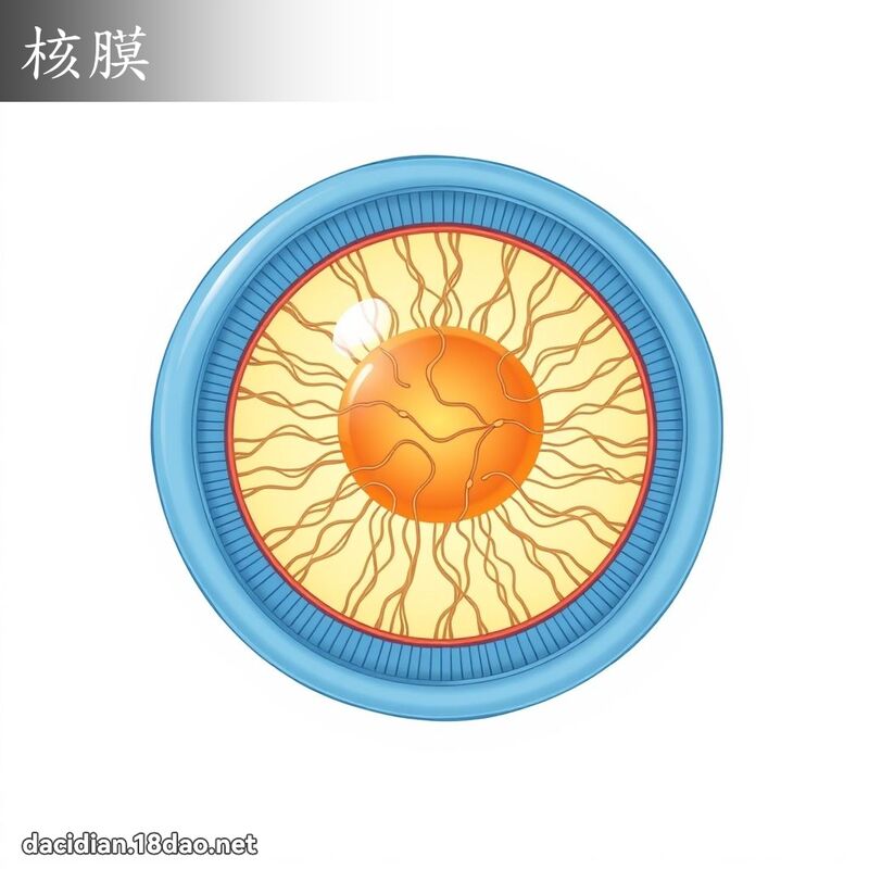 核膜 - 國語大辭典配圖
