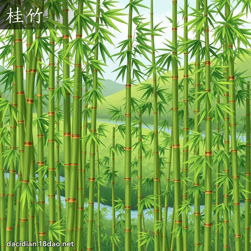 桂竹 - 国语大辞典配图