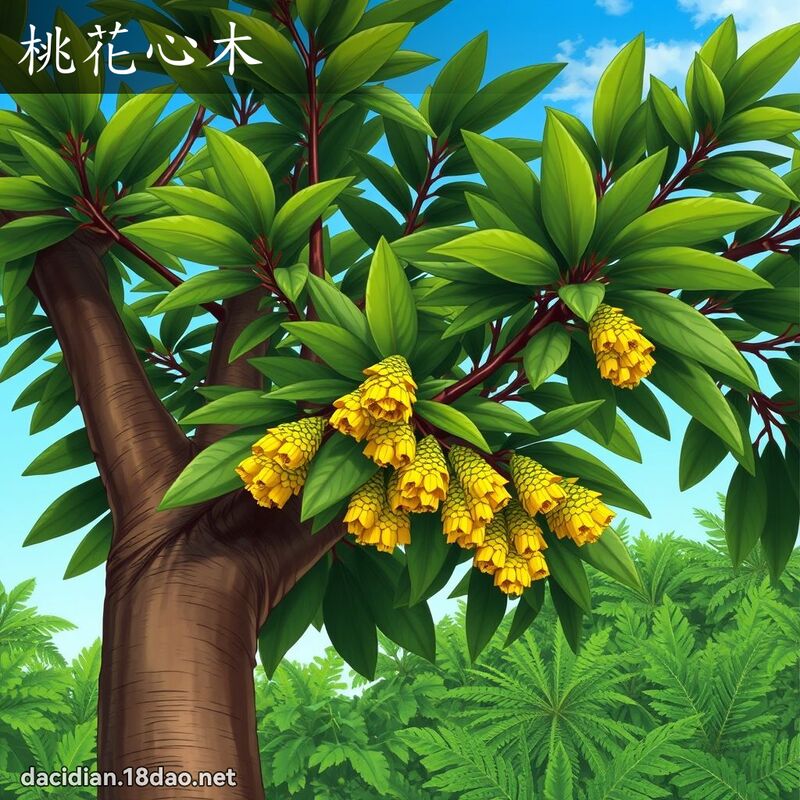 桃花心木 - 国语大辞典配图