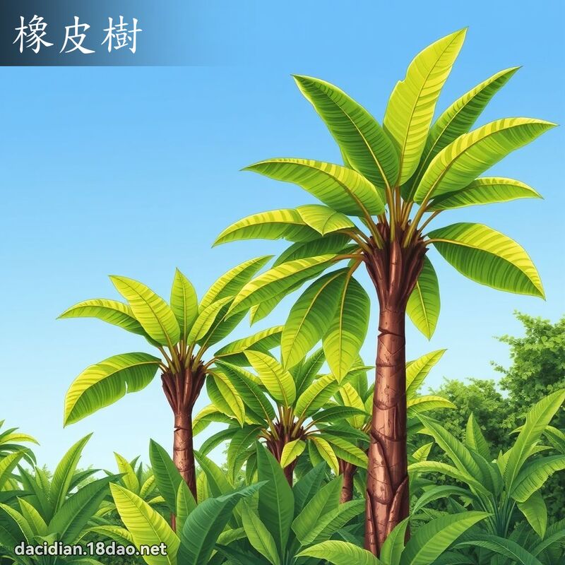 橡皮樹 - 國語大辭典配圖