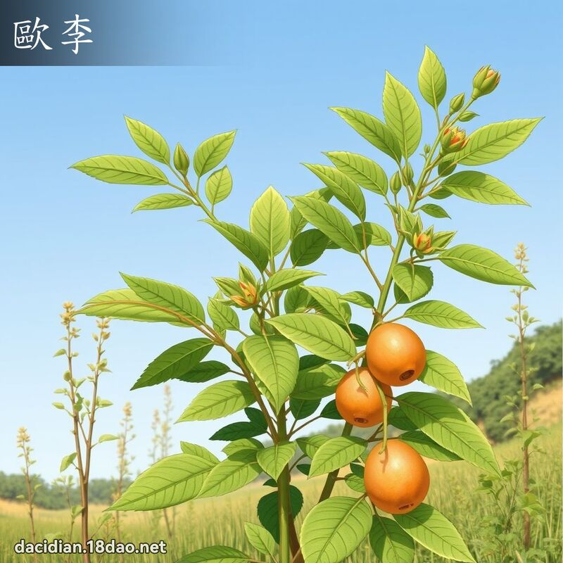 歐李 - 國語大辭典配圖