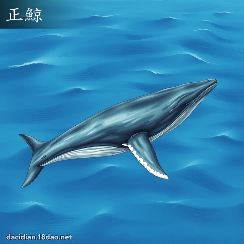 正鯨 - 國語大辭典配圖
