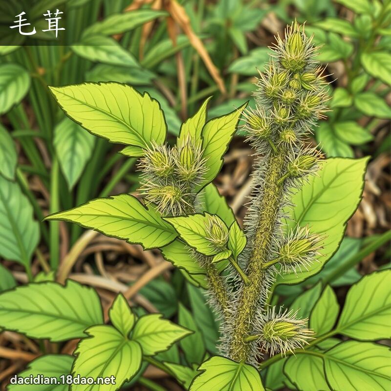 毛茸 - 国语大辞典配图