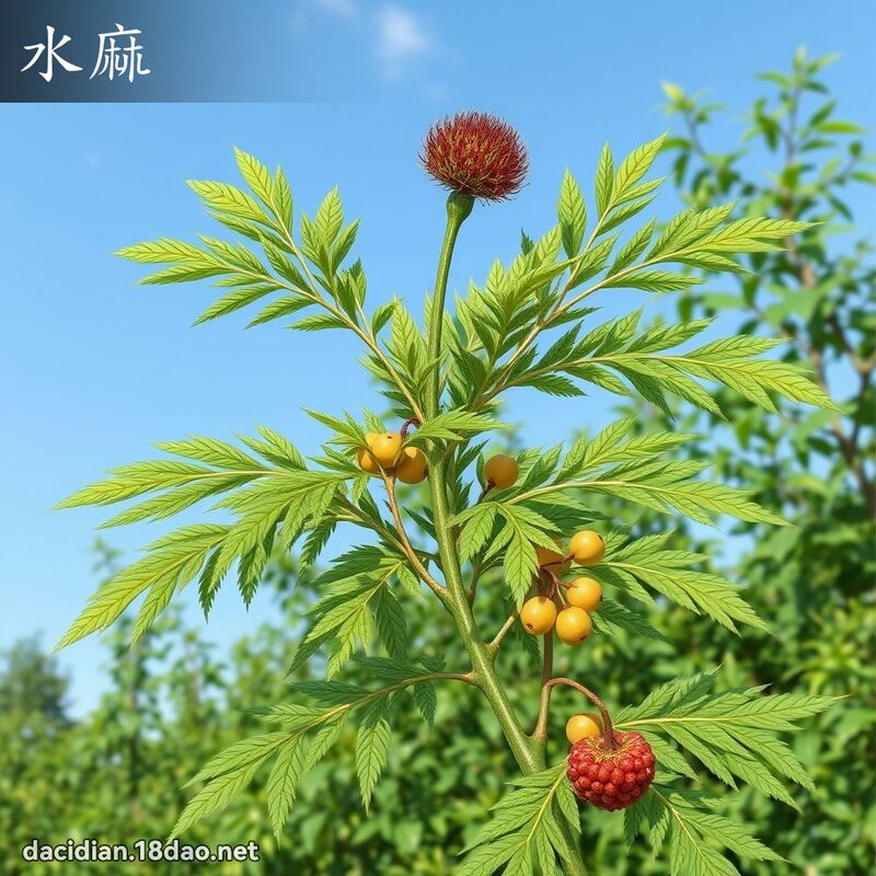 水麻 - 國語大辭典配圖