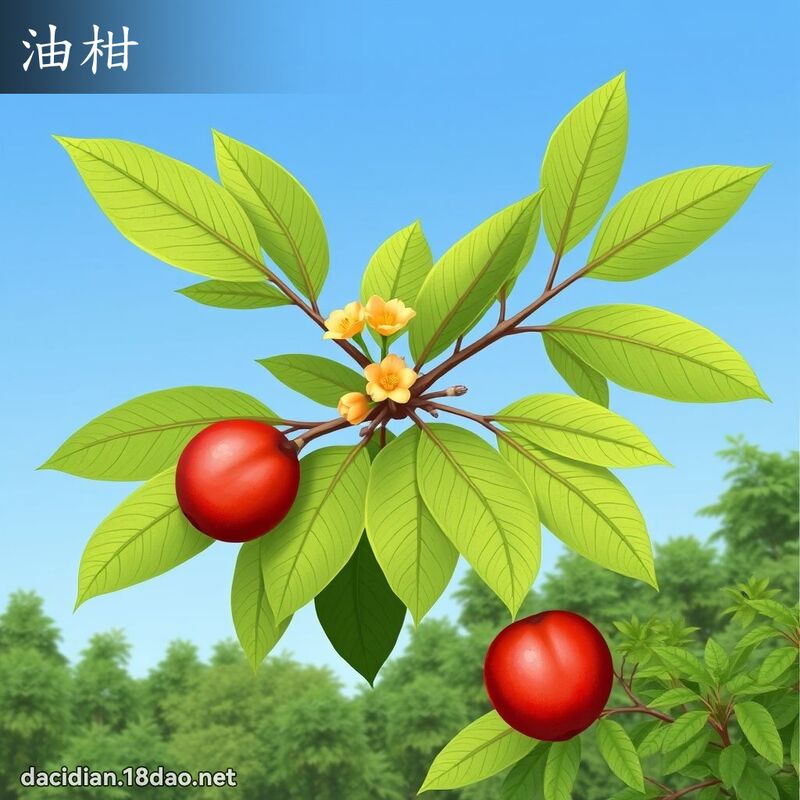 油柑 - 國語大辭典配圖